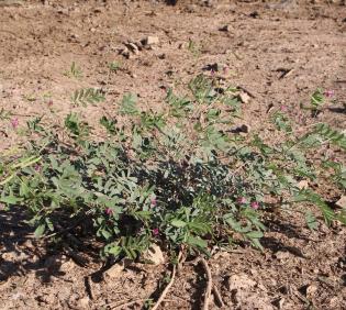 Whole plant