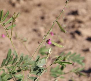 Tephrosia purpurea subsp. apollinea flower