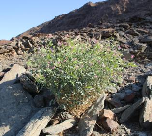 Whole plant