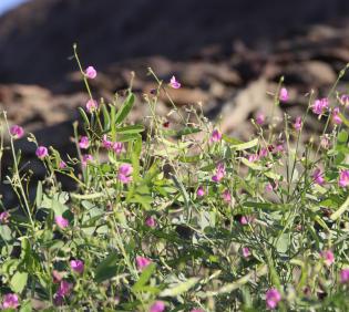 Tephrosia purpurea subsp. apollinea fruits and flowers