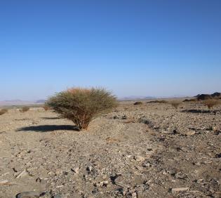 Whole plant