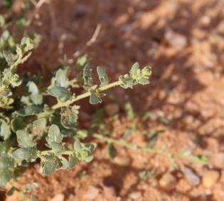 Kickxia aegyptiaca leaves