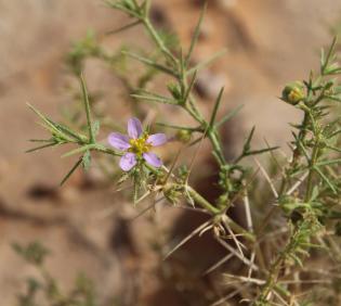 Zygophyllum arabicum flower