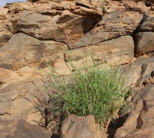 Whole plant