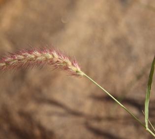 Cenchrus ciliaris fruits