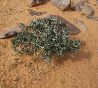 Whole plant