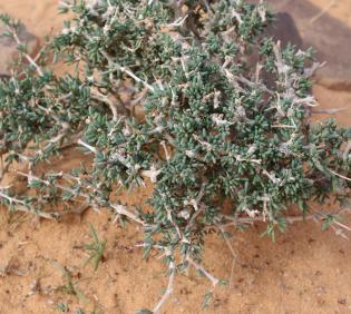Whole plant