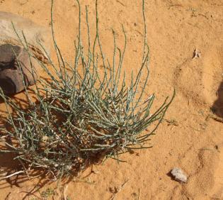 Whole plant