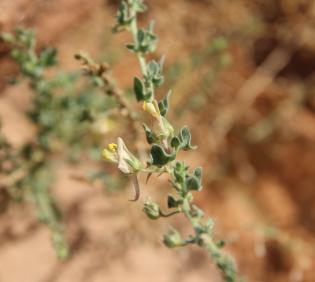 Kickxia aegyptiaca flower