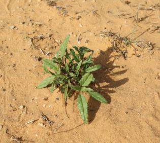 Whole plant