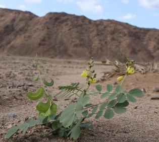 Whole plant