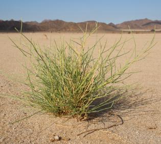 Whole plant