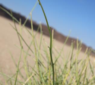 Crotalaria aegyptiaca branches