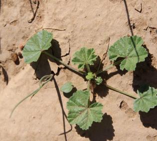 Malva parviflora leaves