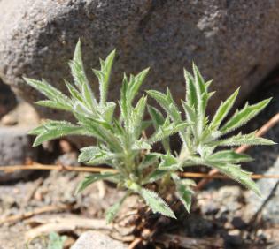 Whole plant