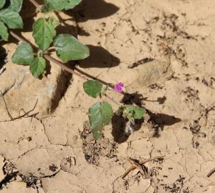 Boerhavia repens flowers and leaves