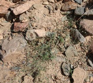 Whole plant