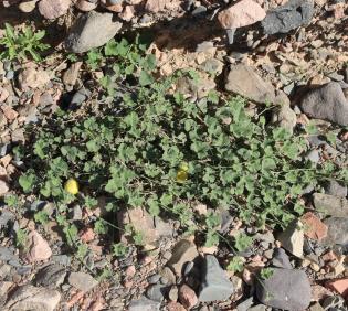 Whole plant