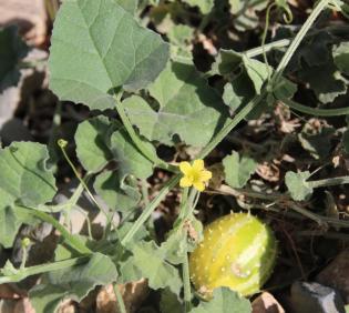 Cucumis prophetarum flower