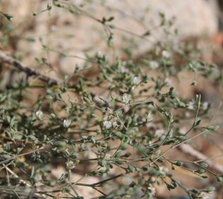 Polycarpaea robbairea flowers