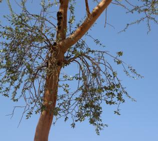 Whole plant