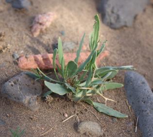 Zilla spinosa seedling