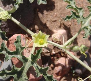 Citrullus colocynthis flower