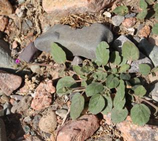 Boerhavia repens leaves