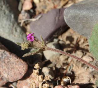 Boerhavia repens flowers and leaves