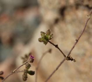 Boerhavia repens fruits