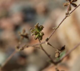 Boerhavia repens fruits
