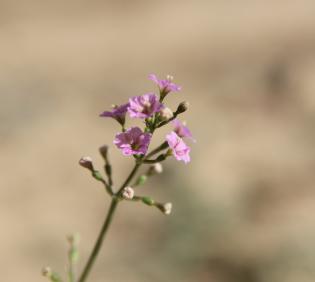 Commicarpus helenae flowers