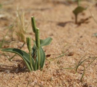 Whole plant