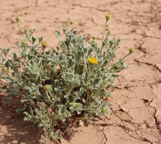 Whole plant