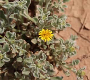 Pulicaria guestii flowers