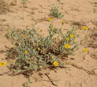Whole plant