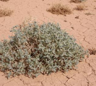 Whole plant
