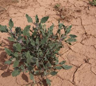 Whole plant