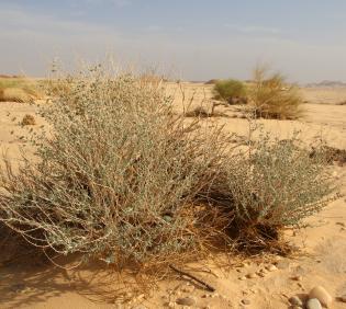 Whole plant