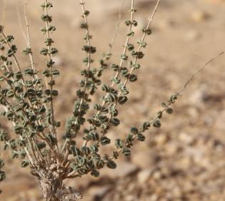 Whole plant