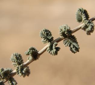 Thymbra nabateorum leaves