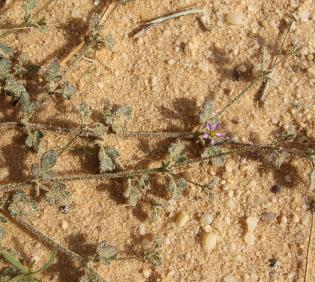 Zygophyllum glutinosum leaves