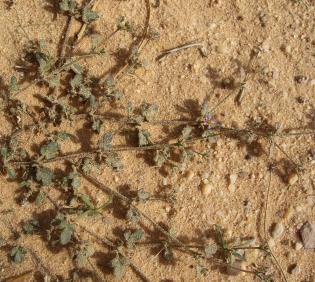 Zygophyllum glutinosum leaves