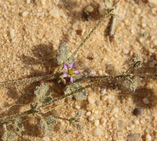 Zygophyllum glutinosum flower
