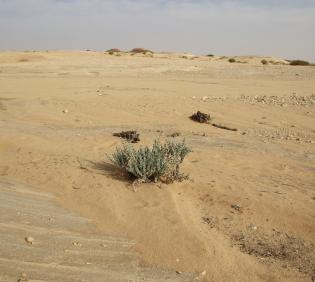 Whole plant
