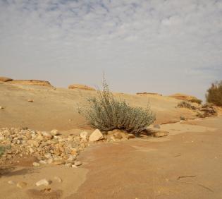 Whole plant