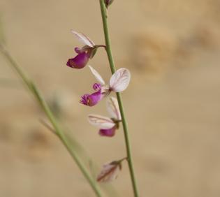 Polygala sinaica var. glabrescens flower