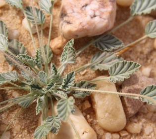 Monsonia nivea leaves