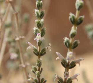Thymbra nabateorum flowers