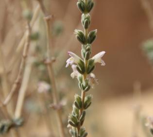 Thymbra nabateorum flowers